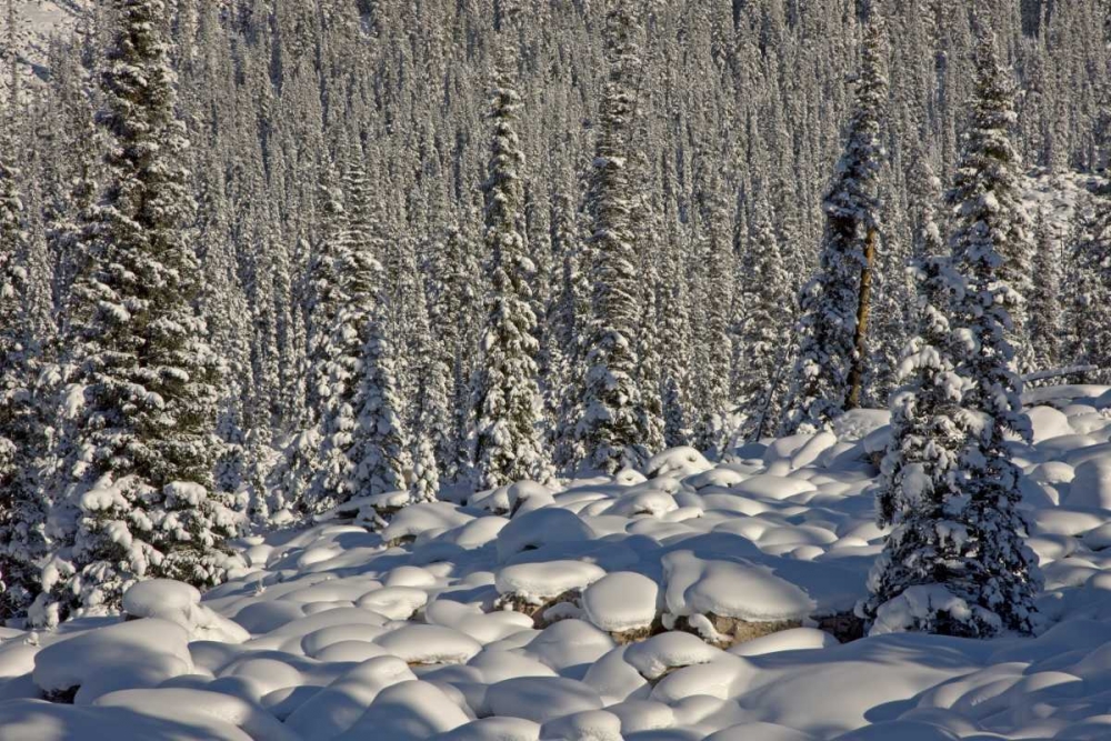 Canada, Alberta, Jasper NP Snowy rocks and trees art print by Don Grall for $57.95 CAD